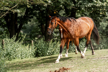 Obraz premium horses horse living in paddock paradise 