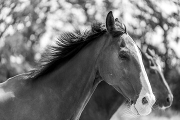 portrait of a horse