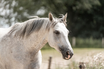 portrait of a horse