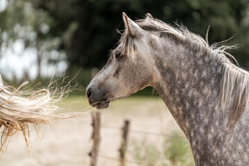 portrait of a white horse