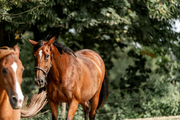 Obraz premium brown horse portrait animal green natural