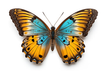 A beautiful butterfly isolated on white background. Butterfly.