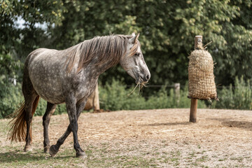 grey horse mare pony in paddock paradise track system 