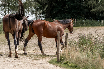 Obraz premium horses horse living in paddock paradise 