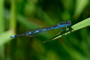 Pokaljungfer, Saphirauge // Goblet-marked damselfly (Erythromma lindenii) - Yliki-See, Griechenland