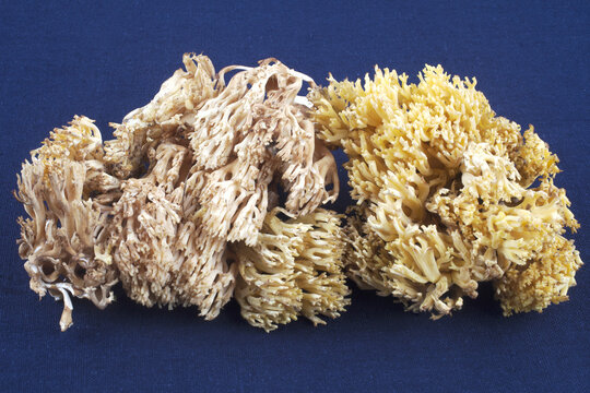 Close-up of raw clavaria mushrooms on dark blue floor, South Korea
