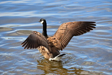 Canadian Geese With Pretty Wings