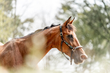 Beautiful big brown KWPN horse mare with halter and green