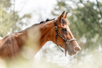 Beautiful big brown KWPN horse mare with halter and green