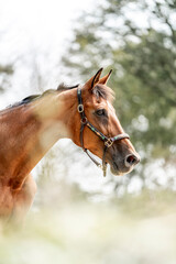 Beautiful big brown KWPN horse mare with halter and green