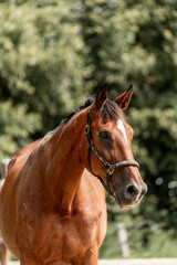 Beautiful big brown KWPN horse mare with halter and green