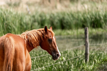 Obraz premium brown horse portrait animal green natural