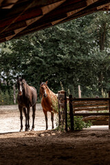 two horses herd horse paddock paradise