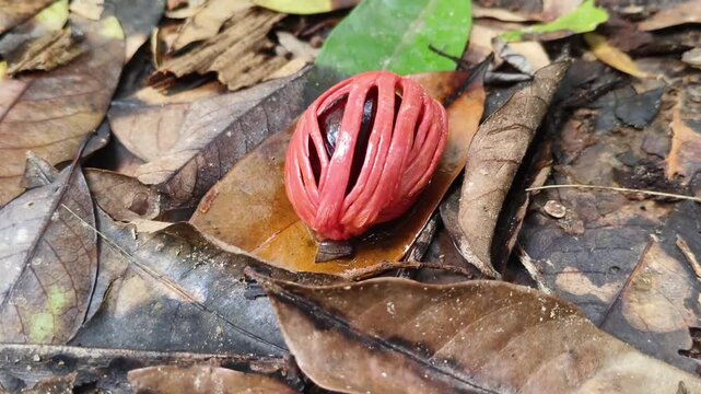Raw organic and fresh red ripe ayurvedic medicinal spice nutmeg or myristica fruit seed on forest ground soil background. Nut meg agriculture or harvest concept. Beautiful 4k extreme closeup view.