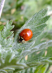 Red ladybug on a green leaf, Close up image of a ladybug with green blurred background, also called ladybird beetle, Macro insect photo.