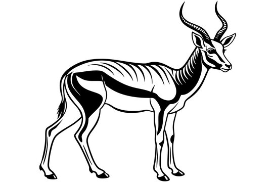 Springbok Silhouette, Springbok icon vector illustration