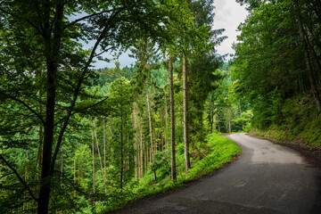 Naklejka premium Déforestation et crise des scolytes : l'avenir incertain des forêts vosgiennes
