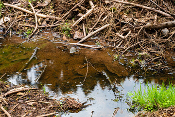 Obraz premium Réchauffement climatique : une flaque d'eau au sol de la forêt vosgienne affaiblie 