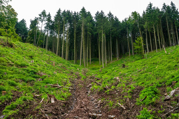 Chaos forestier : les effets de la crise des scolytes en forêt vosgienne