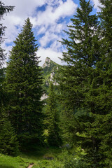 Mountain landscape in the summer