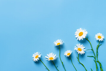 Chamomile daisy flowers on blue background