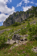 Mountain landscape in the summer