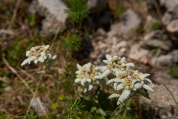 Edelweiss flower in closeup