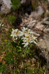 Edelweiss flower in closeup