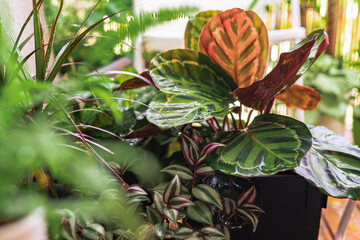 close-up leaves tropical plant calathea in raindrops in rays sun