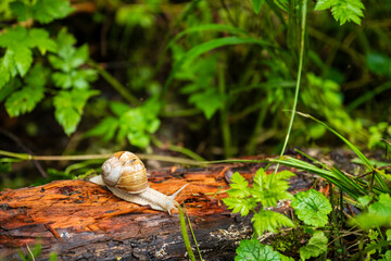 Écosystème forestier : un escargot progresse sur une branche en décomposition