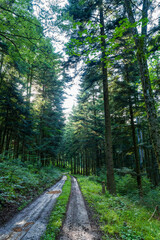 Un chemin forestier après la pluie en forêt vosgienne : quelles perspectives pour nos forêts ?