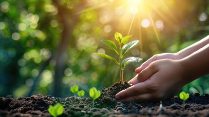 Planting a young sapling into the ground with hands, illuminated by sunlight and gentle flare effects, showcasing a moment of environmental care with this inviting photo.