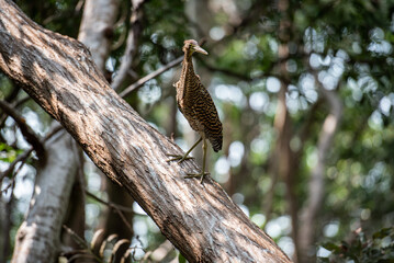 In the mangrove waiting for its birds, a world of colors