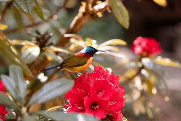 The green-tailed sunbird (Aethopyga nipalensis) with rhododendron flower is found at Doi Inthanon, Chiang Mai Province, Thailand.
