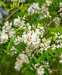 Blooming white acacia flowers on nature