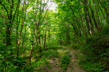 Fototapeta premium Dirt road in the forest in nature in summer