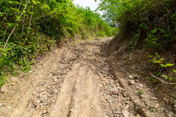 Obraz premium Dirt road in the forest in nature in summer