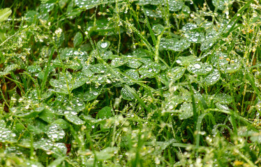 Water drops on green grass after rain
