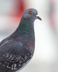 Portrait of a pigeon in the city. Close-up