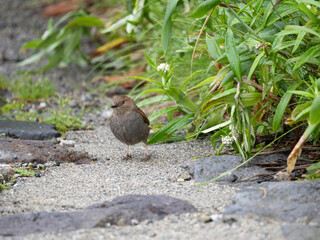 Japanese Accentor