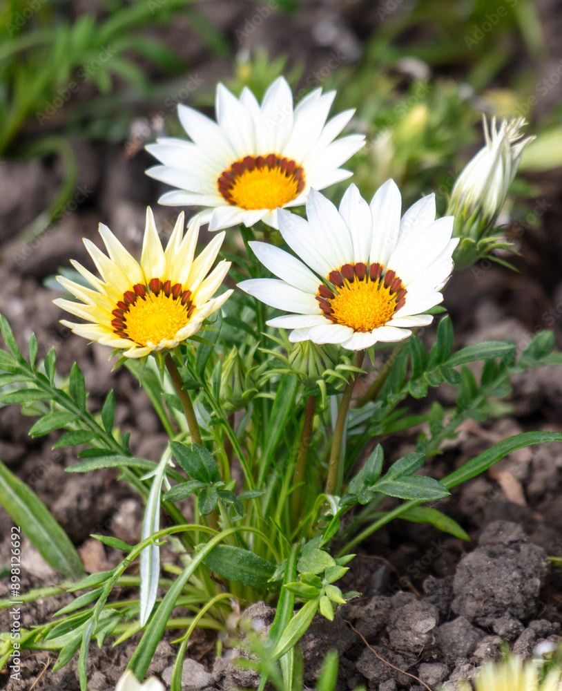 Sticker chamomile flowers in nature. close-up