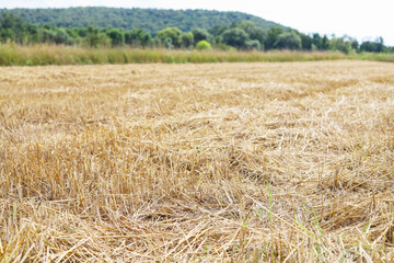 Fototapeta premium Stubble field after rye harvest in the countryside.