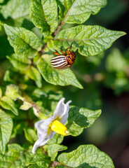 Colorado potato beetle on potato leaves. Close-up