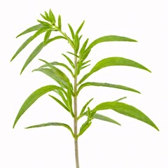 Fototapeta premium Lavender plant isolated on white background