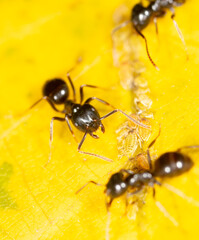 Ants collect aphids on a tree leaf. Macro