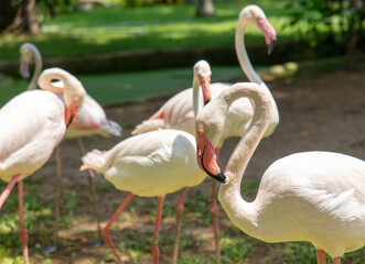 Pink flamingo birds in the park