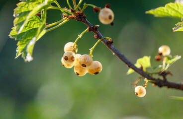 Close-up of a yellow currant on a plant branch