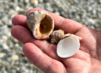 Close-up of seashells in hand