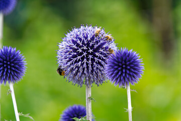 Close-up of beautiful blue purple Echinops bannaticus Rochel ex Schrad. flowers with insects on a sunny summer day. Photo taken July 24th, 2024, Zurich, Switzerland.