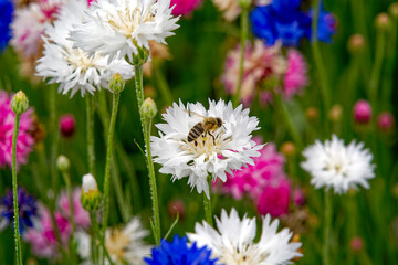 Close-up of beautiful white, pink. blue and purple cornflowers with bee flower on a sunny summer day. Photo taken July 24th, 2024, Zurich, Switzerland.